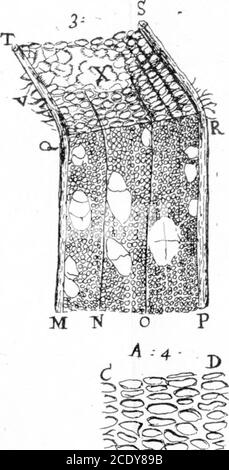 . Ein Brief von Herrn Anthony Van Leeuwenhoek, F. R. S. über die Barks of Trees . 7- B WIST ? USD Stockfoto