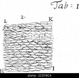 . Ein Brief von Herrn Anthony Van Leeuwenhoek, F. R. S. über die Barks of Trees . Stockfoto