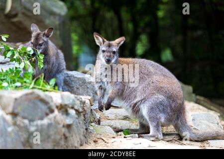 Wallaby mit rotem Hals, australisches Känguru Stockfoto