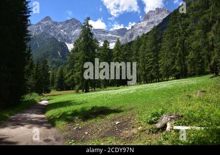 Spaziergang im Wald unter den ersten Gipfeln von Punta Tre Scarperi im Val Fiscalina Stockfoto
