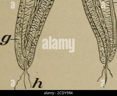 . Der menschliche Körper und Gesundheit : ein elementares Lehrbuch der wesentlichen Anatomie, angewandter Physiologie und praktischer Hygiene für Schulen . -r5i;;-:;:A. .^... Abb. 50. - Schnitt durch Zahn, a, erowu; b, Hals; c, fang; d. Pulp von Blutgefäßen und Nerven; e, Dentin; /, Schmelz; g, Zement; h, Nerv. Stockfoto