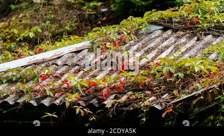 Das alte Schieferdach ist mit wilden Trauben bedeckt. Stockfoto
