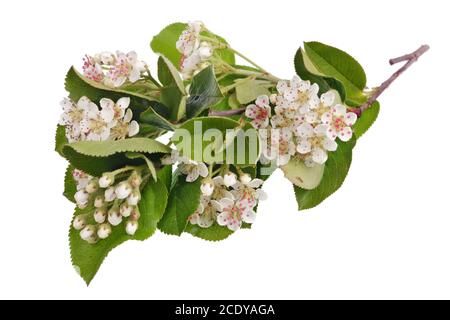 Frühling Mai Zweig der blühenden wilden Vogel Kirsche mit Weiße kleine Blüten isoliert Stockfoto