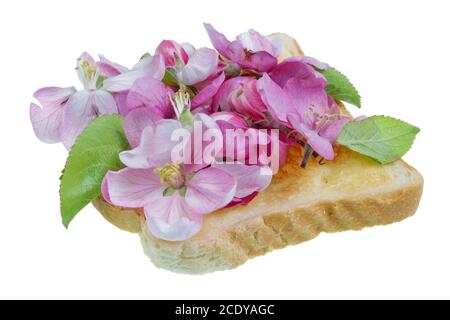 Gebratenes Toastbrot mit rosa Blütenblättern von Frühlingsapfelbaum Blumen - exotische Lebensmittel isoliert Stockfoto