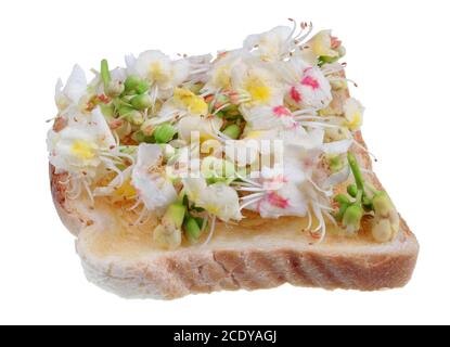 Gebratenes Toastbrot mit Blütenblättern aus Frühlingskastanienbaumblumen- Exotisches Essen isoliert Stockfoto