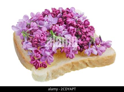 Gebratenes Toastbrot mit Blütenblättern aus lila Fliederblüten- Exotisches Essen isoliert Stockfoto