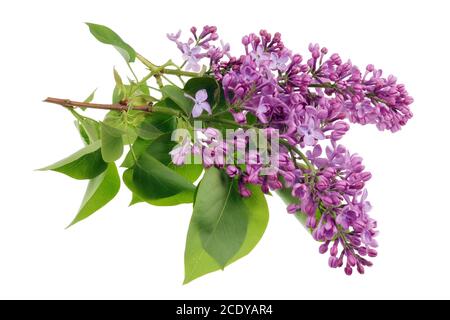 Blüten von hellviolett echtem Flieder auf kleinen Zweigen mit Blätter isoliert Stockfoto