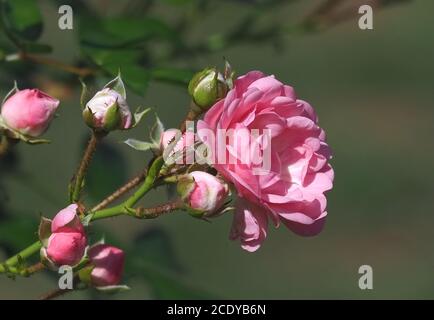 Makro von rosa isolierten Rosen Stockfoto