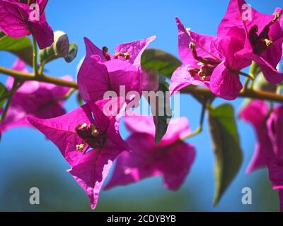 Rosa blühende Oleander-Blüten Stockfoto