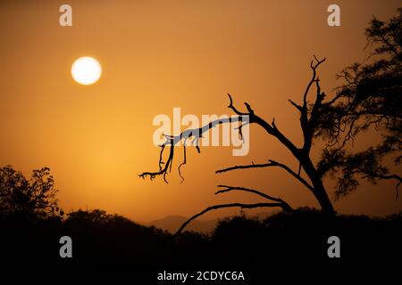 Sonnenaufgang über der Savanne mit Bäumen im Vordergrund Stockfoto