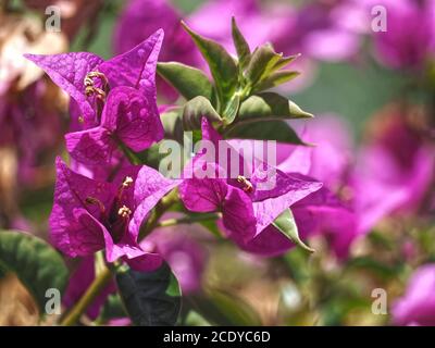 Rosa blühende Oleander-Blüten Stockfoto