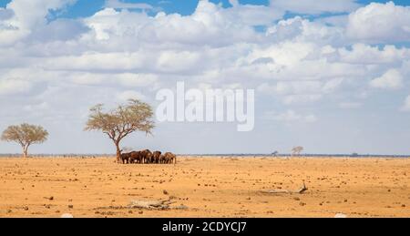 Eine Menge Elefanten stehen unter einem großen Baum, auf Safari in Kenia Stockfoto