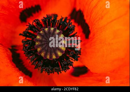 Wunderschöne lebendige riesige Mohnblume. Nahaufnahme von Details. Stockfoto