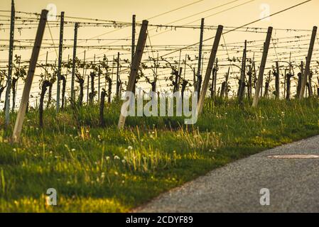 Sonnenuntergang über der Südsteirischen Weinbaulandschaft in Steiermark, Österreich. Stockfoto