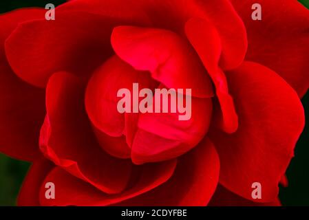 Rote Rose auf dem Ast im Garten Stockfoto
