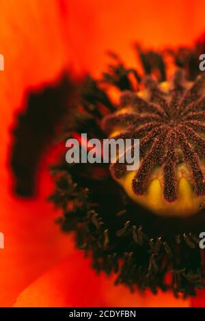 Wunderschöne lebendige riesige Mohnblume. Nahaufnahme von Details. Stockfoto