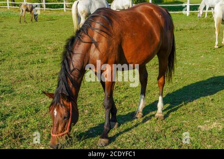 Ein braunes Pferd frisst Gras auf einer Wiese Stockfoto