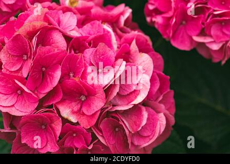 Sommer Crush Bigleaf Hortensia Clsup der Gartenblume Stockfoto