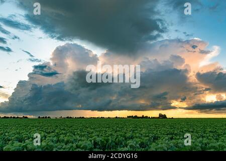 Cumulonimbus Gewitter wird durch das Licht der untergehenden Sonne beleuchtet. Blitzschlag schlägt aus der Sturmwolke. Stockfoto