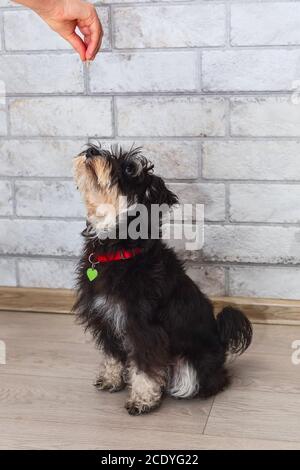 Mini Schnauzer Welpen suchen behandeln Stockfoto