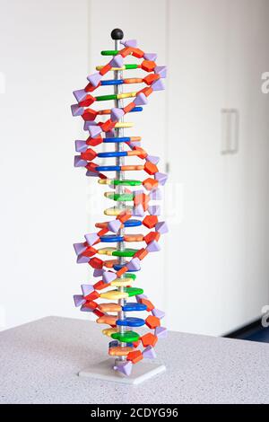 Modell der DNA-Struktur. Molekül, das aus zwei Ketten besteht, die sich umschlingen, um eine doppelte Helix zu bilden. Wird in der Biologie-Klasse verwendet. Stockfoto