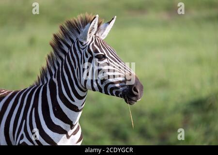 Nahaufnahme eines Zebras in einem Nationalpark Stockfoto