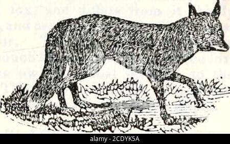 . Geschichte von Vermont, natürliche, zivile und statistische, in drei Teilen, mit einer neuen Karte des Staates, und 200 Stiche . ght bei einer Geburt. Zwischen dem Hund und dem Wolf sind oft fruchtbare Hybriden entstanden, die jedoch von der Natur des Wolfes als von dem Hund teilhaben. Wölfe waren schon immer so große Anärgerlichkeit, dass viele Schmerzen, wurden ta-ken für ihre Vernichtung, aber bei Präs-ent, ihre Zahl ist so viel reduziert, dass vergleichsweise sehr wenig Schaden durch sie in diesem Zustand. Die Legislatur setzt jedoch ein Gesetz in Kraft, das eine Prämie von 20 Dollar für die Zerstörung jedes g gibt Stockfoto