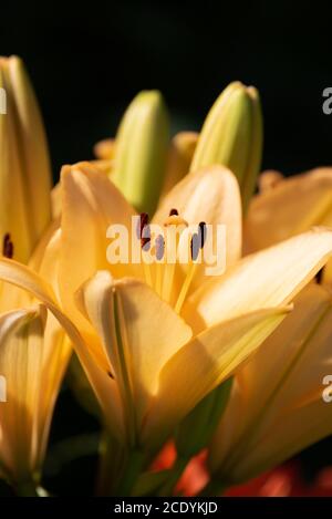 Gelbe Madonna Lilie Blume Lilium candidum mit Knospen in der Natur. Hintergrund in der Natur. Detailreiche Closup Shoot in der Sonne. Stockfoto