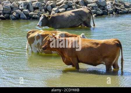 Kühe Herde erfrischend in Fluss Sava, Naturpark Lonjsko polje-Kroatien Stockfoto