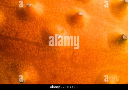 Kiwano oder Horned Melon Cucumis metuliferus detailreiche Haut schießen auf weißem Hintergrund isoliert Stockfoto