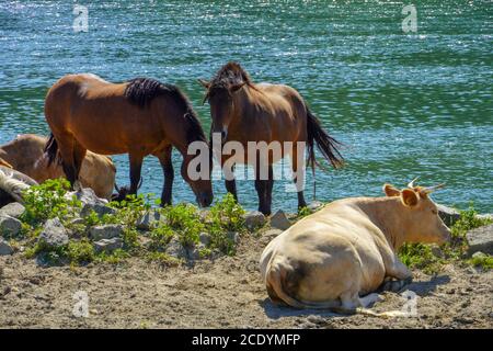 Hauskuh und braunes Pferd auf der Weide im Sommer am Fluss. Stockfoto