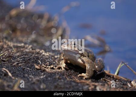 Wasserfrosch Pelophylax und Bufo Bufo in Bergsee mit schöner Reflexion der Augen Frühling Paarung Stockfoto