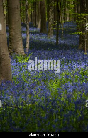 Wandern in Hallerbos, dem Blauen Blumenwald in Belgien Stockfoto