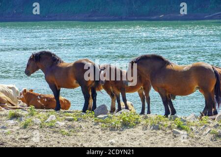 Braune Pferde am Fluss Sava Stockfoto