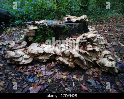 Viele flache Pilze wachsen auf einem Baumstumpf Stockfoto