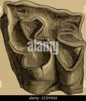 . Katalog der fossilen Mammalia im britischen Museum, (Naturgeschichte) . Alik Hills. Cautley Kollektion. Präsentiert, 1842. 39643. Fragment einer rechten Oberkieferregion, mit Teilen der{Abb.) sieben Wangenzähne, in einem stark verschlissenen und zerschlagenen Zustand, anscheinend zu dieser Art gehörend; aus den SiwalikHills. Figured in der Fauna Antiqua Sivalensis,pis. Lxxii. feige. 3 und lxxv. abb. 9, unter dem Namen JB. Platyrhinus. Cautley Kollektion. Präsentiert, 1842. 36740. Das Schädel eines jungen Individuums, das die Nasalen und (Feige.) die Extremität des Präinaxillges wünscht und den Viermilk-Mo zeigt Stockfoto