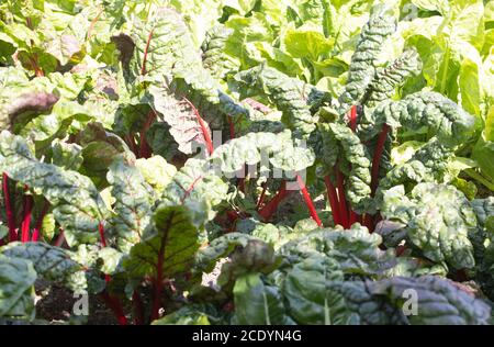 Leuchtend. Rote Stängel und grüne Blätter von schweizer Rotbarden wachsen im Sommer. Stockfoto