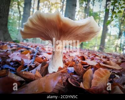 Geranium Brittlegill, Russula felea wächst zwischen orangen Blättern Stockfoto