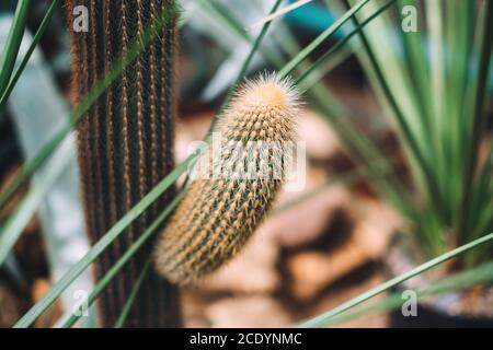 Kaktuspflanze im Garten, Nahaufnahme Stockfoto