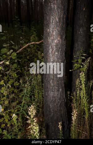 Zwei Jahre nach einem riesigen Waldbrand im Treuenbrietzenwald im August 2018 zwischen den verbrannten und toten Schotten wachsen neue Bäume. Stockfoto