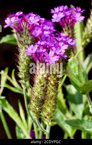 Verbena rigida 'Venosa' Stockfoto