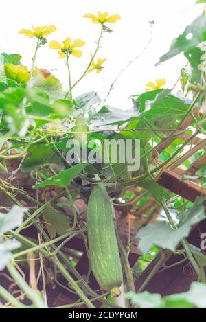 Ansicht von Bio Luffa Frucht mit blütengelben Blüten auf Pergola im Garten in der Nähe von Dallas, Texas, USA Stockfoto