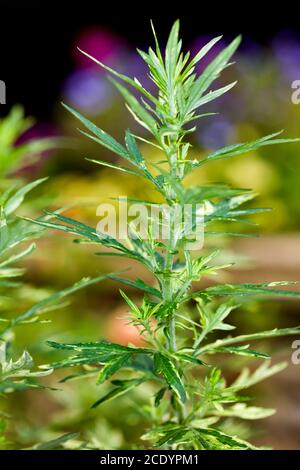 Artemisia Oriental Rampenlicht Stockfoto