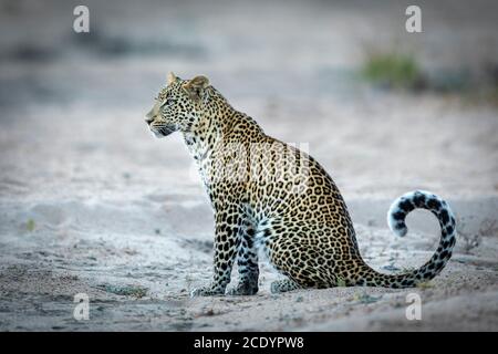 Eine Seitenansicht eines erwachsenen Leoparden, der wach sitzt Sand suchen im Kruger Park Südafrika Stockfoto