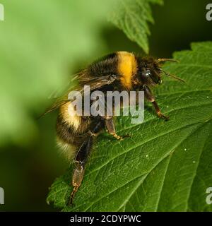Hummel auf einem grünen Blatt Stockfoto