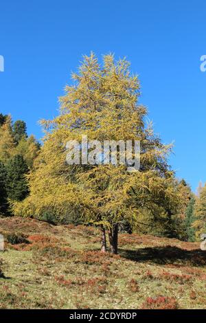 Herbstbaum in Neustift, Stubaital, Tirol, Österreich Stockfoto