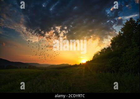 Sonnenuntergang über einer großen Wiese. Die Sonne untergeht hinter den Bäumen im Wald. Eine Schar von Vögeln fliegt in den Himmel, bunte Wolken von der untergehenden Sonne, die Stockfoto