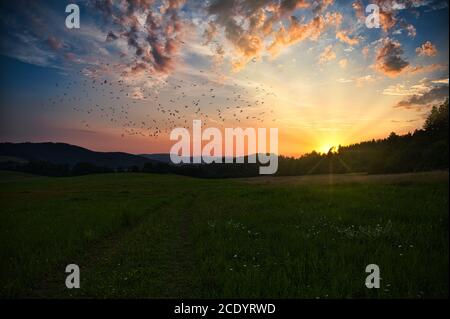 Sonnenuntergang über einer großen Wiese. Die Sonne untergeht hinter den Bäumen im Wald. Eine Schar von Vögeln fliegt in den Himmel, bunte Wolken von der untergehenden Sonne, die Stockfoto