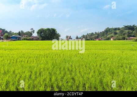 Paddy Feld im touristischen Dorf TukTuk Siadong auf Sumatra Stockfoto