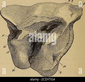 . Katalog der fossilen Mammalia im britischen Museum, (Naturgeschichte) . 18794, 19841, 19841 A, 22022. Vier Exemplare des zweiten obersten Molars, drei, die zur linken und einer zur rechten Seite gehören; vom Pleistozän der Grauen. Gekauft, 1845^47. 18755, 18797, 19841 b, 20249. Vier Exemplare des vierten Oberprämolaren, drei rechts und eines links; aus dem Pleistozän der Grauen. Erworben, 1845-47.i2 116 UNGUIATA. 18755 g, 18796, 20810. Drei Exemplare des dritten oberen Vormolars, zwei davon rechts und eines links. Erworben, 1845-47. 187 Stockfoto